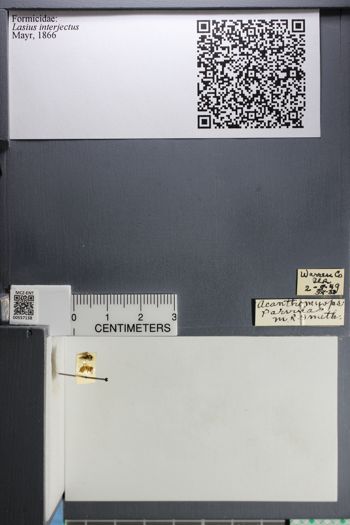 Media type: image;   Entomology 557138